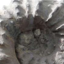 Exposición “Fósiles: un mar petrificado en el desierto” en MHN de Valparaíso