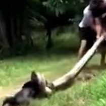 [VIDEO] Hombres rescatan a un perro de la muerte tras ser atrapado por una anaconda