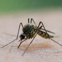 China investiga el uso de radares militares para combatir plagas de mosquitos