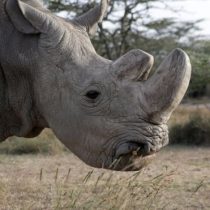Qué pueden hacer los científicos para salvar a la especie a la que pertenecía Sudán, el último rinoceronte blanco macho que quedaba en el mundo