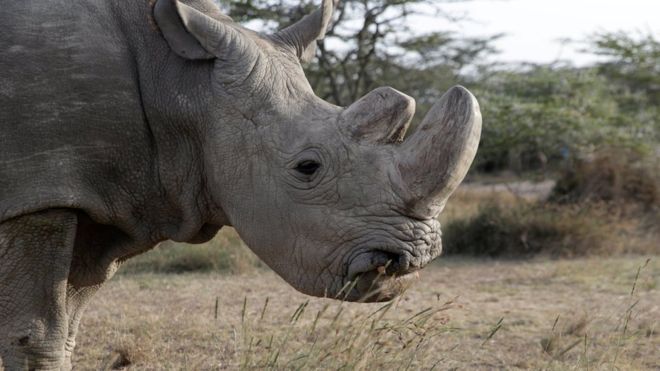 Qué pueden hacer los científicos para salvar a la especie a la que pertenecía Sudán, el último rinoceronte blanco macho que quedaba en el mundo Qué pueden hacer los científicos para salvar a la especie a la que pertenecía Sudán, el último rinoceronte blanco macho que quedaba en el mundo