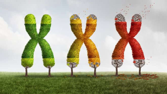 Qué son los telómeros, una de las claves que estudian los científicos para entender el envejecimiento Qué son los telómeros, una de las claves que estudian los científicos para entender el envejecimiento