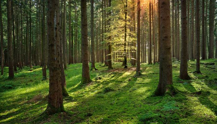 Seguir subsidiando las plantaciones forestales… ¿hasta cuándo? Seguir subsidiando las plantaciones forestales... ¿hasta cuándo?