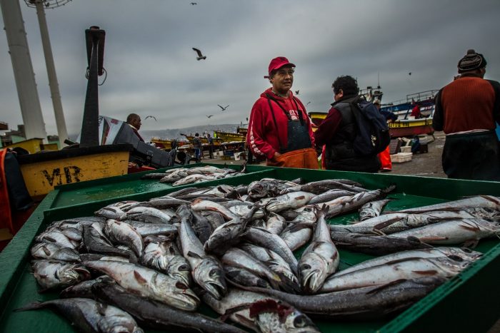 WWF Chile llama al Senado a aprobar proyecto que moderniza Sernapesca WWF Chile llama al Senado a aprobar proyecto que moderniza Sernapesca