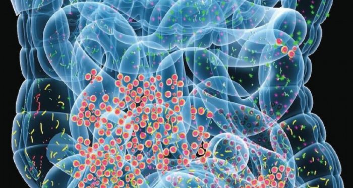Día Mundial de la Salud Digestiva pone énfasis en la microbiota intestinal Día Mundial de la Salud Digestiva pone énfasis en la microbiota intestinal