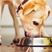 Corte de Apelaciones sentenció que reglamento de copropiedad no puede prohibir mascotas