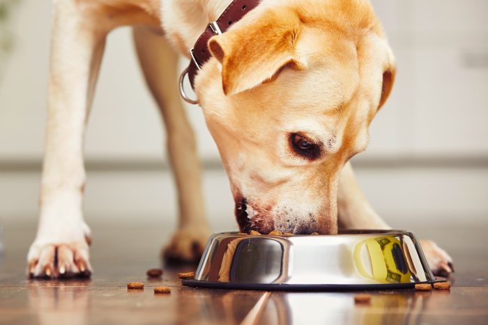 Corte de Apelaciones sentenció que reglamento de copropiedad no puede prohibir mascotas Corte de Apelaciones sentenció que reglamento de copropiedad no puede prohibir mascotas