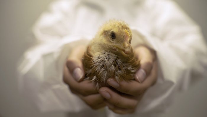 Industria alimentaria empezará a exigir huevos de gallina libre en Chile Industria alimentaria empezará a exigir huevos de gallina libre en Chile