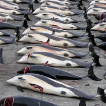 ¿En nombre de la ciencia? Japón justifica caza de ballenas preñadas para 