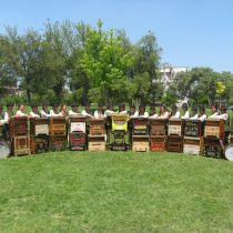 Día del Patrimonio: Chinchineros y organilleros en Plaza de Armas de San Bernardo