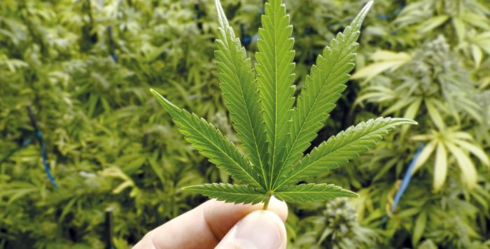 Cannabis y el problema real Cannabis y el problema real