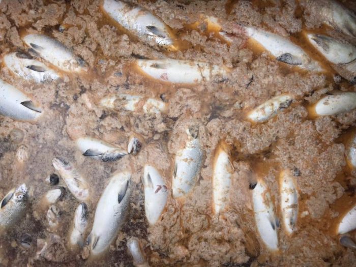 Fallo de la Suprema por toneladas de salmones vertidos al mar destroza institucionalidad ambiental