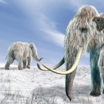 La cada vez más cercana posibilidad de clonar especies de animales extinguidas