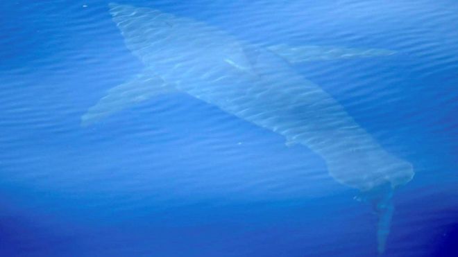 Científicos realizan sorprendente avistamiento de un magnífico tiburón blanco que no se veía desde hace más de 40 años
