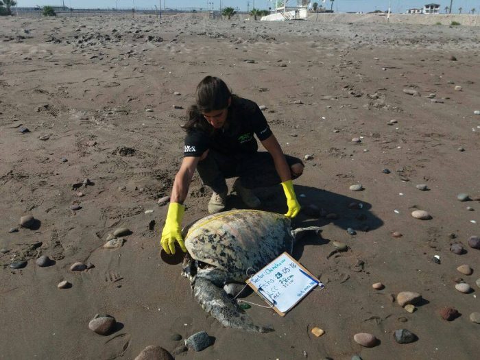 Conmoción en Arica por hallazgo de tortugas marinas decapitadas Conmoción en Arica por hallazgo de tortugas marinas decapitadas