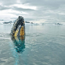 Inhóspita, fría y salvaje: las impresionantes imágenes del nuevo atlas visual de la Antártica de Chile
