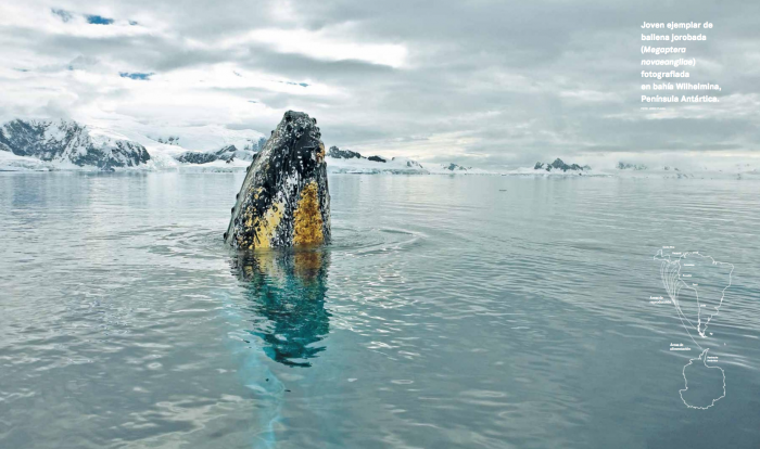 Inhóspita, fría y salvaje: las impresionantes imágenes del nuevo atlas visual de la Antártica de Chile Inhóspita, fría y salvaje: las impresionantes imágenes del nuevo atlas visual de la Antártica de Chile