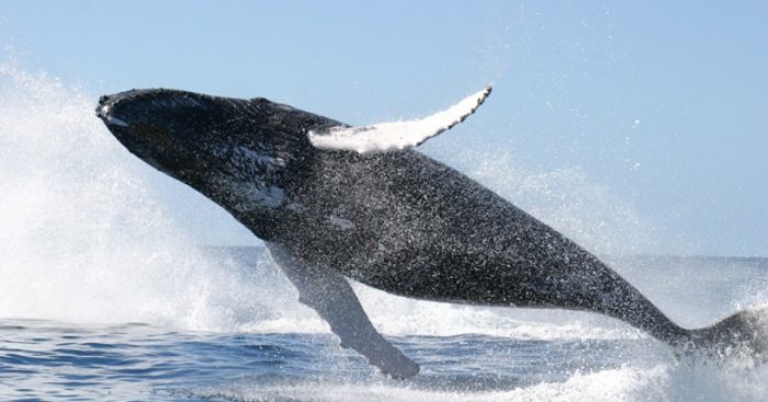 Debido al calentamiento de los océanos, una especie de medusas amenaza principal alimento de las ballenas Debido al calentamiento de los océanos, una especie de medusas amenaza principal alimento de las ballenas