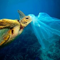 Día del Medio Ambiente: más allá del plástico