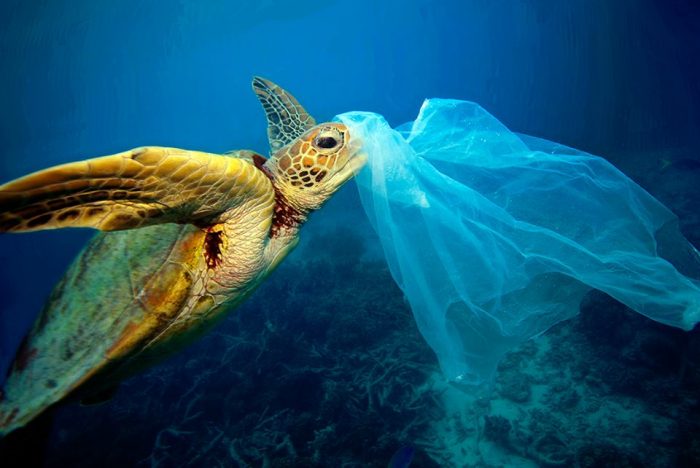 Día del Medio Ambiente: más allá del plástico Día del Medio Ambiente: más allá del plástico