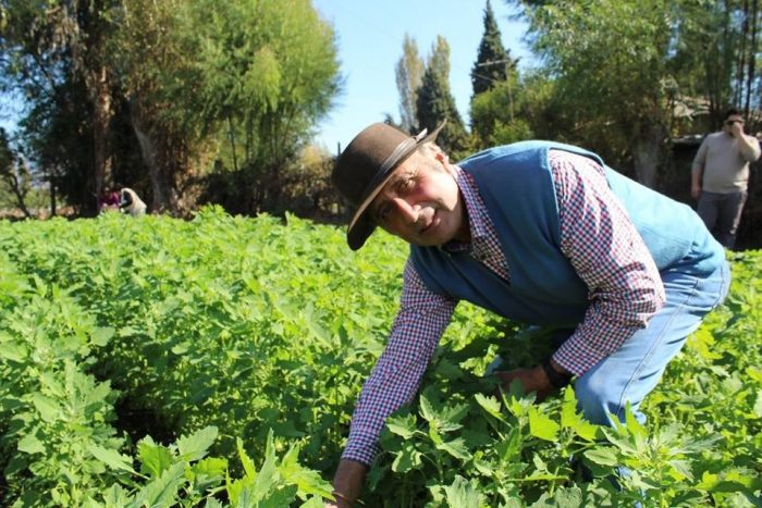 La innovadora idea que revaloriza la quínoa y busca potenciar su hoja como alimento La innovadora idea que revaloriza la quínoa y busca potenciar su hoja como alimento