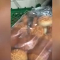 Encuentran ratones en las bolsas de pan de una cadena de comida rápida