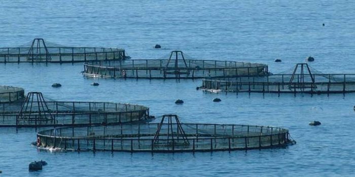 La “marea negra” de la acuicultura que amenaza a Chiloé, Aysén y Magallanes La