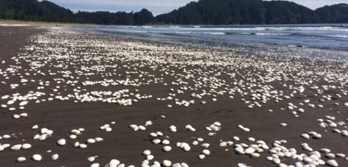 Los océanos se asfixian: disminución del oxígeno en el mar amenaza las costas de Chile Los océanos se asfixian: disminución del oxígeno en el mar amenaza las costas de Chile