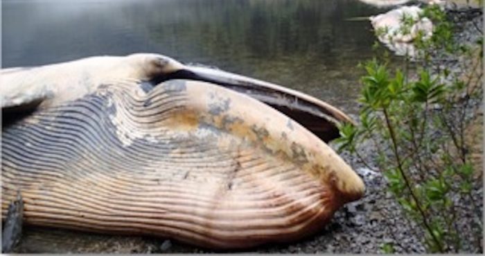 Charla «¿Por qué ocurren las varazones?» en Museo de Historia Natural de Concepción Charla «¿Por qué ocurren las varazones?» en Museo de Historia Natural de Concepción