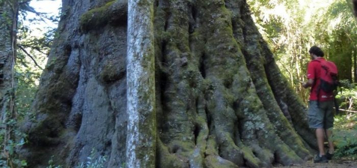 No nos olvidemos de los gigantes: árboles monumentales y patrimonio natural de Chile No nos olvidemos de los gigantes: árboles monumentales y patrimonio natural de Chile