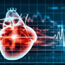 Científica de centro de estudios chileno descubre rol clave de proteína en el funcionamiento del corazón