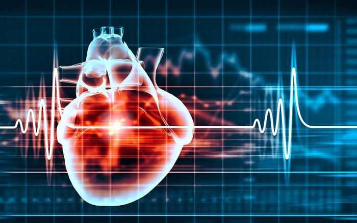 Científica de centro de estudios chileno descubre rol clave de proteína en el funcionamiento del corazón
