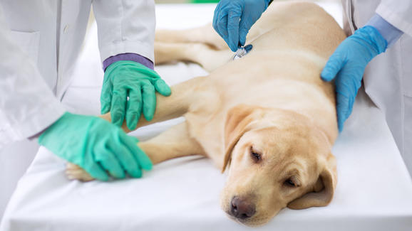 Influenza canina: Colegio Médico Veterinario desmiente posible pandemia y explica las posibilidades reales de contagio a los humanos Influenza canina: Colegio Médico Veterinario desmiente posible pandemia y explica las posibilidades reales de contagio a los humanos
