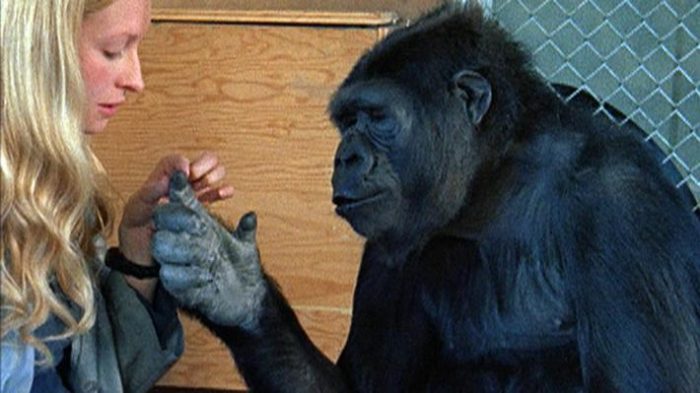 Koko: la pariente evolutiva que recuerda lo poco “humano” que somos los humanos Koko: la pariente evolutiva que recuerda lo poco