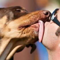 Los verdaderos riesgos del “lengüetazo del perro”: veterinarios advierten quienes son los más expuestos y cuándo consultar