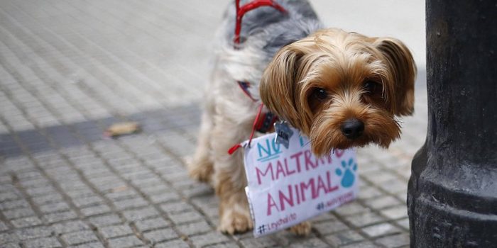 Caso Simón: penalista llama a denunciar casos de maltrato animal porque “no tienen cómo defenderse” Caso Simón: penalista llama a denunciar casos de maltrato animal porque