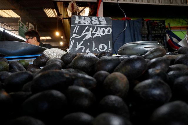 Alza en el precio de la palta despierta preocupación por «ola de robos» en el campo chileno Alza en el precio de la palta despierta preocupación por