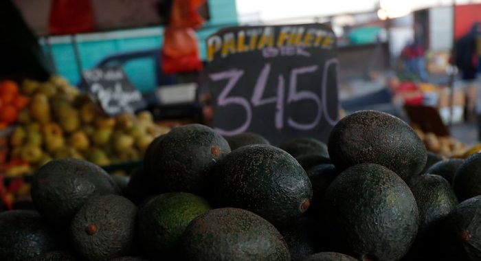 Sigue la trama de la palta: las explicaciones que dieron los productores chilenos en Europa Sigue la trama de la palta: las explicaciones que dieron los productores chilenos en Europa
