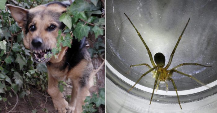 Expertos en perros asilvestrados y en arañas de rincón: los científicos chilenos populares de Netflix