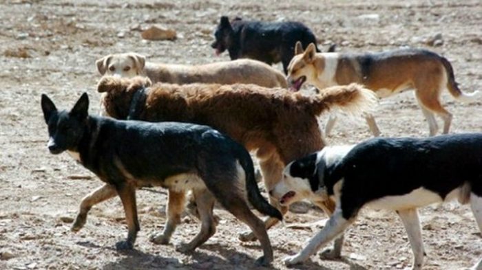 Perros: un problema de justicia socio-ambiental Perros: un problema de justicia socio-ambiental