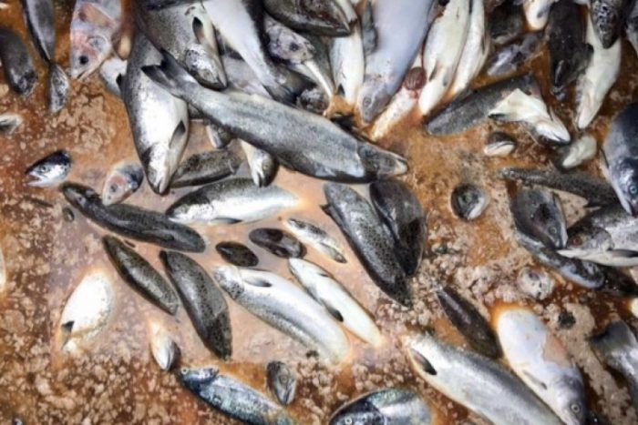 Vertimiento de salmones y falta de precaución de los órganos públicos Vertimiento de salmones y falta de precaución de los órganos públicos