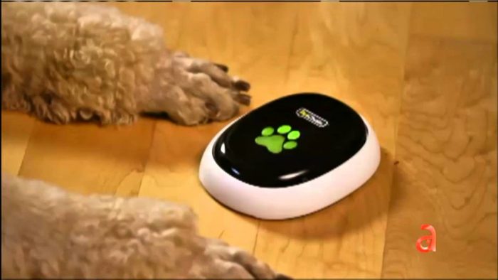 Mascotas en la era digital: lo que podemos hacer para mantenerlas seguras Mascotas en la era digital: lo que podemos hacer para mantenerlas seguras