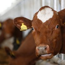 Fabricante de yogur más grande del mundo cambia vacas por almendras en nueva marca vegana