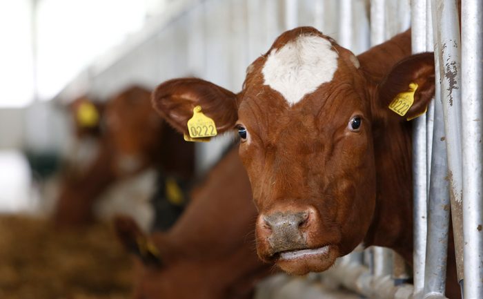 Fabricante de yogur más grande del mundo cambia vacas por almendras en nueva marca vegana