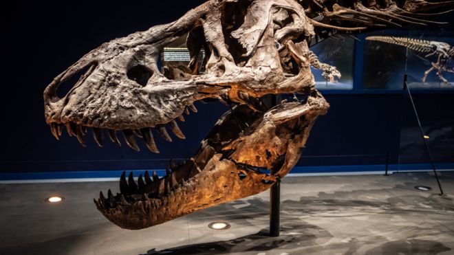 Descubrimiento en Argentina revela nuevas teorías sobre el crecimiento de dinosaurios gigantes Descubrimiento en Argentina revela nuevas teorías sobre el crecimiento de dinosaurios gigantes