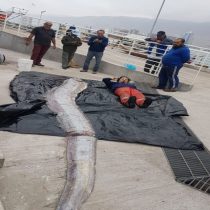Iquique: Pescadores artesanales encuentran pez Remo de cinco metros
