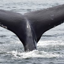 Fundación Meri presenta primera exposición de ballenas y ecosistema marino chileno en el Centro Cultural La Moneda