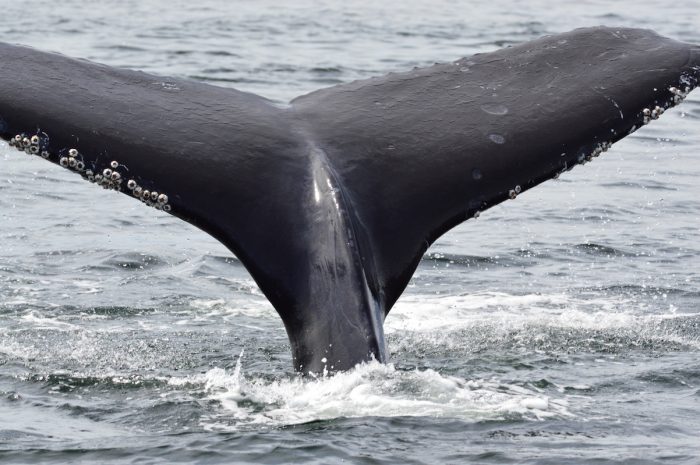 Fundación Meri presenta primera exposición de ballenas y ecosistema marino chileno en el Centro Cultural La Moneda Fundación Meri presenta primera exposición de ballenas y ecosistema marino chileno en el Centro Cultural La Moneda