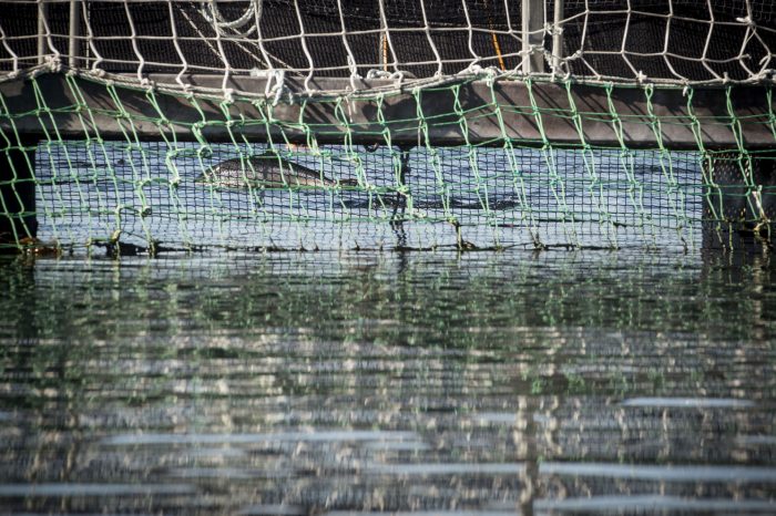 Fuga de salmones en Marine Harvest: Más de 2 millones de especímenes se han escapado en 8 años Fuga de salmones en Marine Harvest: Más de 2 millones de especímenes se han escapado en 8 años