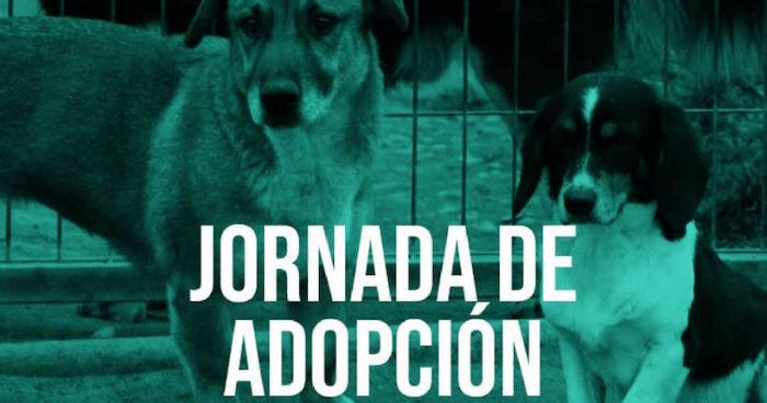 Día del Niño: Jornada de adopción de mascotas en Parque Bicentenario Día del Niño: Jornada de adopción de mascotas en Parque Bicentenario